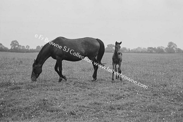 HEADFORD HOUSE  MISS ELIZABETH CLARKE WITH THOROUGHBRED MARES AND FOALS